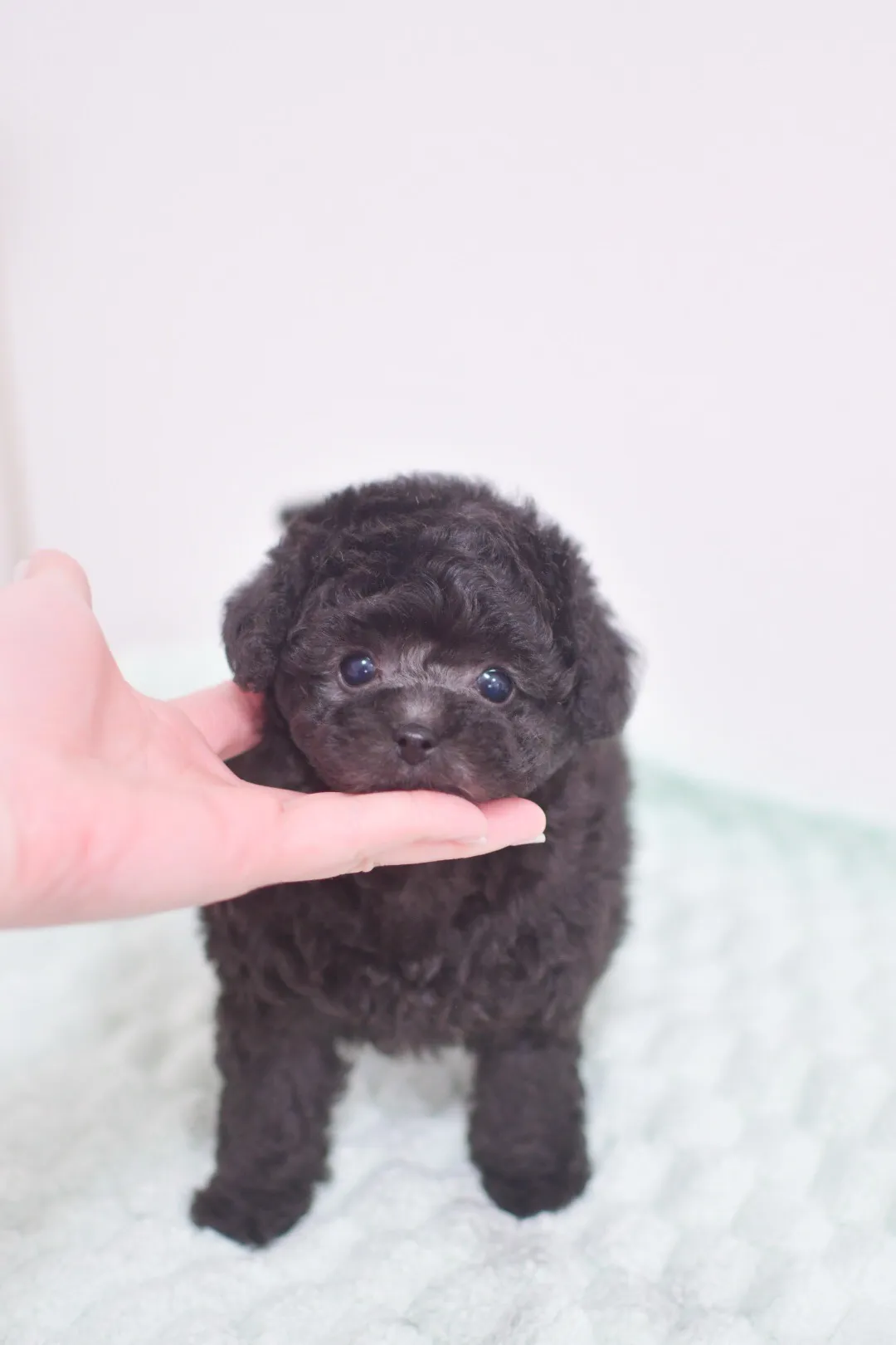 家族決まりました