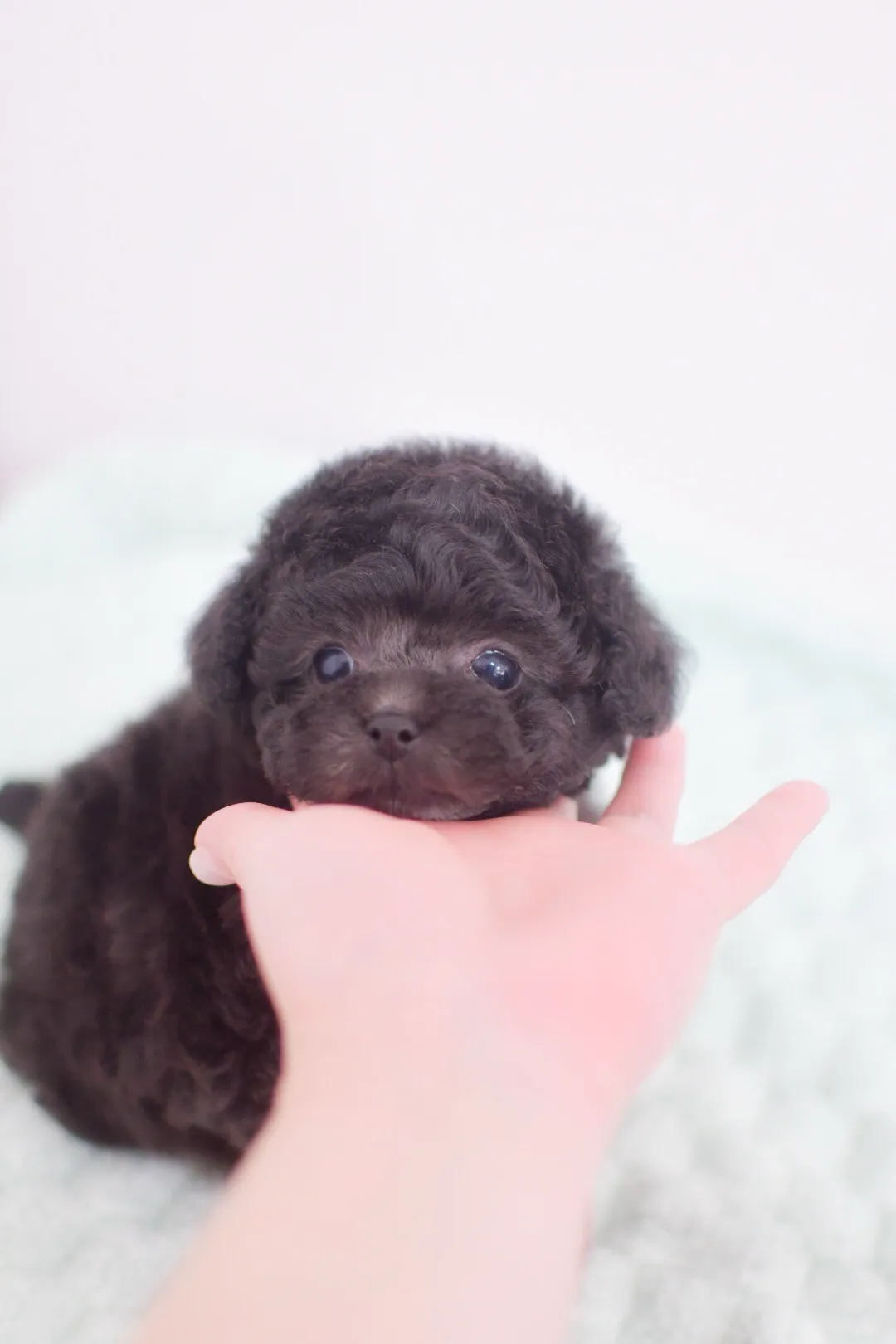 家族決まりました