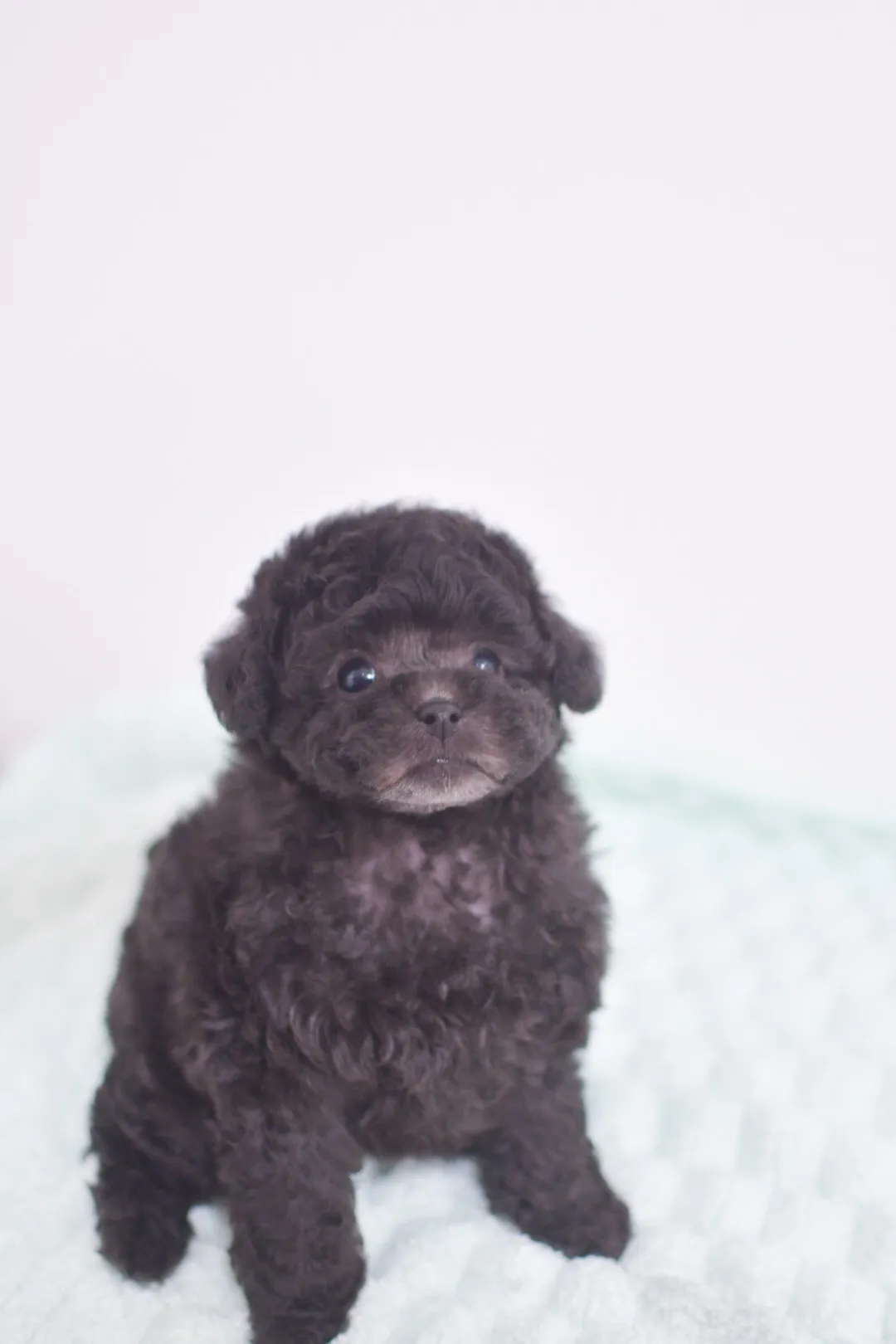 家族決まりました